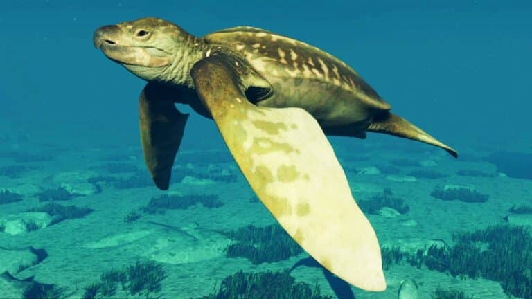 Archelon | Den største havskilpadde