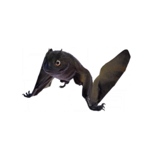 Jeholopterus