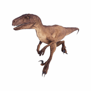 Velociraptor
